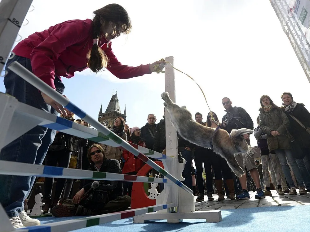 Easter Rabbit Steeple Chase in Prague