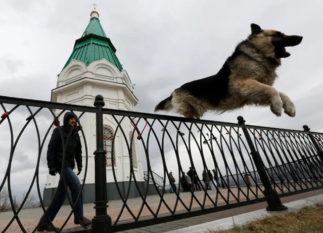 A trainer looks at a German Shepherd jumping over a fence in front of the Orthodox Paraskeva Pyatnitsa Chapel in Krasnoyarsk, Siberia, Russia April 7, 2017. (Photo by Ilya Naymushin/Reuters)