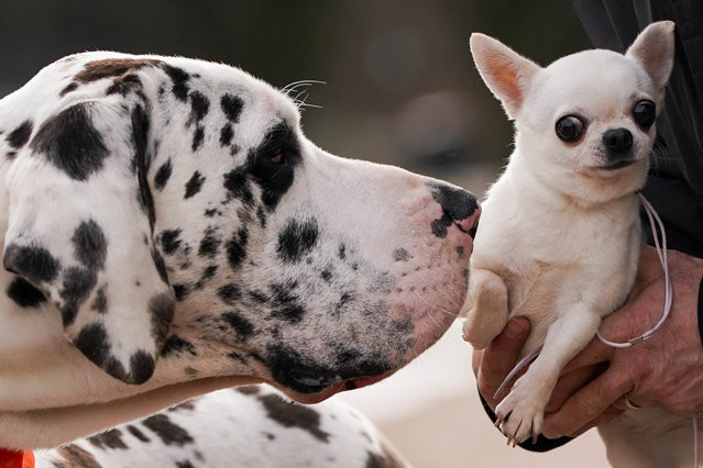 A Harlequin Great Dane named H and a Chihuahua named Boo during a photo call for the launch of this year's Crufts, at the National Exhibition Centre (NEC) in Birmingham, United Kingdom on Tuesday, March 7, 2023. (Photo by Jacob King/PA Images via Getty Images)