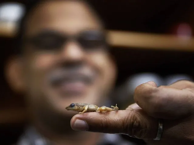 University of Delhi professor Sathyabhama Das Biju, lead scientist of a project that has discovered 14 new species of so-called dancing frogs in the jungle mountains of southern India, displays a dead specimen of one of the newly discovered species in his laboratory in New Delhi. (Photo by Satyabhama Das Biju/AP Photo)