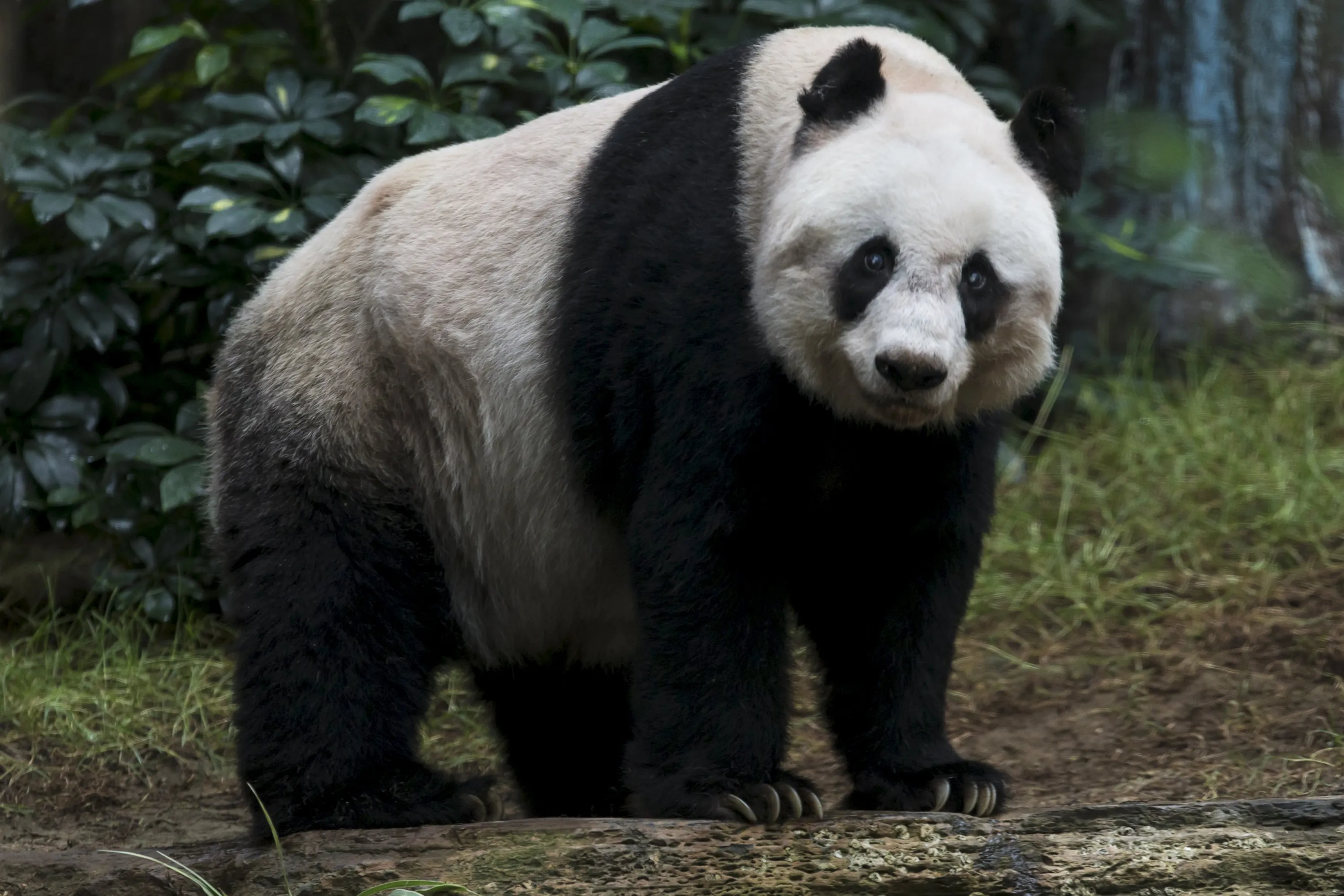 Большие фотки. Цзя Цзя Панда. Зоопарк Сан Диего панды. Большая Панда. Гигантская Панда.