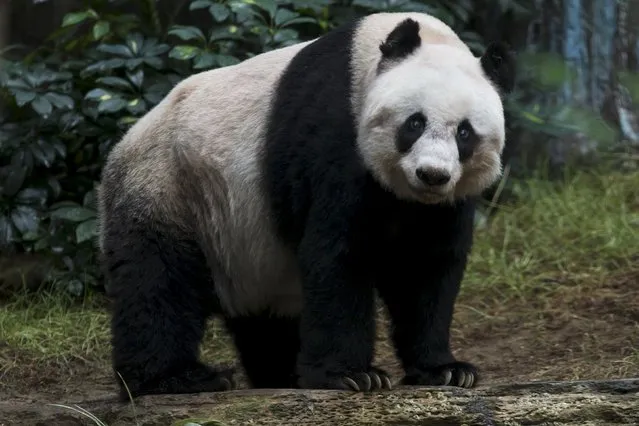 36-year-old giant panda Jia Jia, looks on at the Hong Kong Ocean Park, China July 9, 2015. (Photo by Tyrone Siu/Reuters)