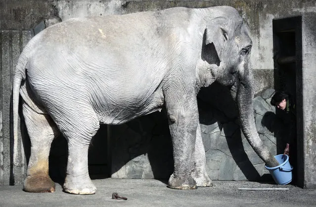 In this January 27, 2016, file photo, a zoo attendant feeds Hanako the elephant at Inokashira Park Zoo on the outskirts of Tokyo. The elderly elephant that set off a petition drive to move her out of her concrete pen in a small zoo in Japan died Thursday, May 26 at age 69. Hanako, or “flower child”, was a gift from the Thai government in 1949 and lived in Inokashira Park Zoo in Tokyo since she was 2. She was Japan's oldest elephant and had a long life for captive Asian elephants. (Photo by Eugene Hoshiko/AP Photo)