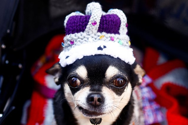 A dog wears a knitted crow as people take part in a Big Lunch event to celebrate the coronation of Britain's King Charles, at Gloucester Street in London, Britain on May 7, 2023. (Photo by Yara Nardi/Reuters)