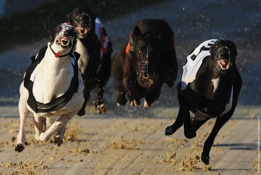 Greyhound Races at Brighton
