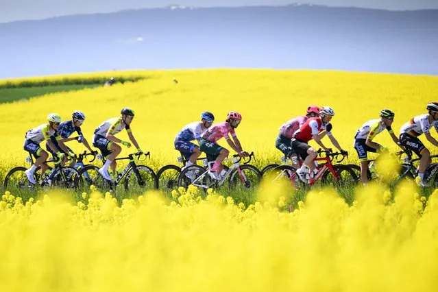 The peloton is on the way during the second stage of the 75th Tour de Romandie UCI ProTour cycling race over 168.2km around Echallens in Daillens, Switzerland, 28 April 2022. (Photo by Laurent Gillieron/EPA/EFE)