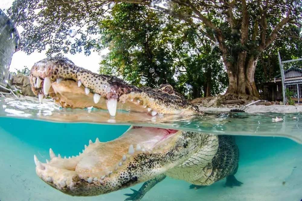 Swimming with Alligators