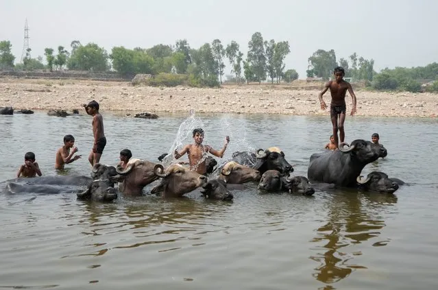Indian children bath beside buffaloes as they cool off in the River Tawi on a hot summer day in Jammu, India, Monday May 2, 2022. (Photo by Channi Anand/AP Photo)