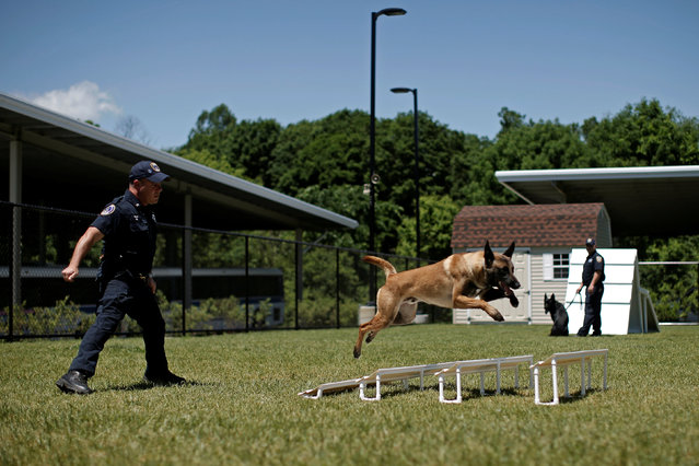 Metropolitan Transit Authority (MTA) Police K-9 explosive detection teams train on the agility course at the new MTA Police Department Canine Training Center in Stormville, New York, U.S., June 6, 2016. (Photo by Mike Segar/Reuters)