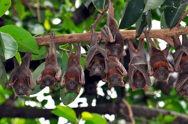 A group of Australian native animals known as Little Red Flying Foxes hang from a tree in this handout picture taken January 20, 2013. Picture taken January 20, 2013. (Photo by Dr Leonie Valentine/Reuters/UWA)