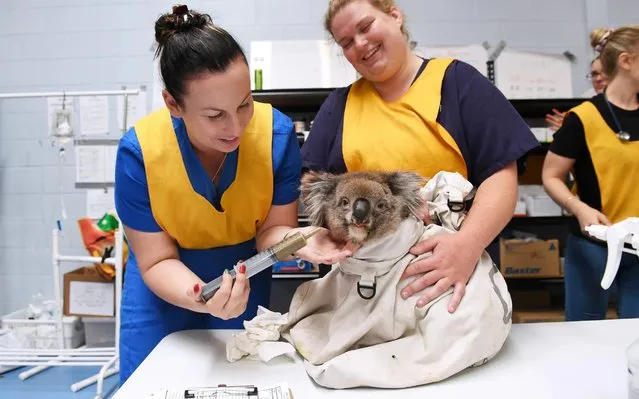 Nurses feed an injured male koala at Adelaide Koala Rescue which has been set up in the gymnasium at Paradise Primary School in Adelaide on January 08, 2020 in Adelaide, Australia. There are grave fears for the future of the koala population on Kangaroo Island following the catastrophic bushfire last Friday 3 January, with more than half of the island's 50,000 koala population believed to have perished. Two people were killed and more than 155,000 hectares have been burned, along with at least 56 homes were also destroyed. (Photo by Mark Brake/Getty Images)