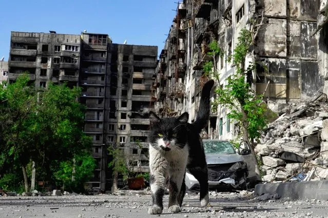 A cat walks in a yard of destroyed residential buildings in Mariupol on May 31, 2022, amid the ongoing military action in Ukraine. (Photo by AFP Photo/Stringer)