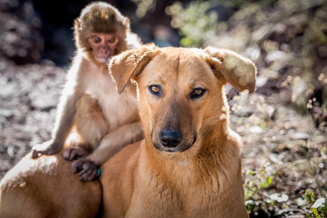 A dog has adopted an orphaned baby monkey in Himachal Pradesh, India in the first decade of October 2024 – and even tolerates the youngster pulling on her ears. (Photo by Anuj Jain/Media Drum Images)