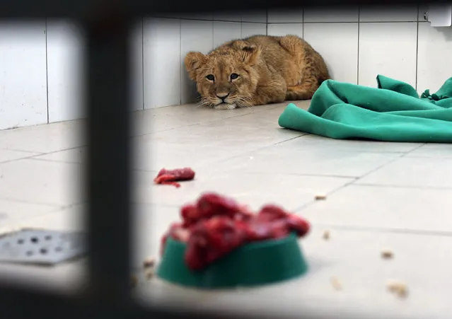 A detained lion cub is quarantined at an animal disease control centre in the city of Volgograd, Russia on January 24, 2020. On 23 January 2020, traffic police officers discovered two cages containing the lion cub and a monkey on stopping a car in Novonikolayevsky District, Volgograd Region. The driver, a Dagestani-born 24-year old man, had no pet passports for the animals. The police seized the animals and handed them over to officials of Russia's Federal Service for Supervision of Natural Resources (Rosprirodnadzor). (Photo by Dmitry Rogulin/TASS)