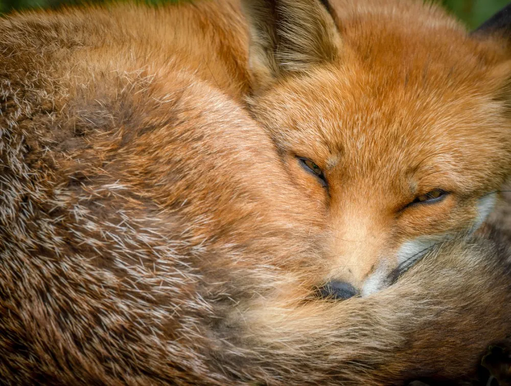 Animals last Weeks, Part 1/2