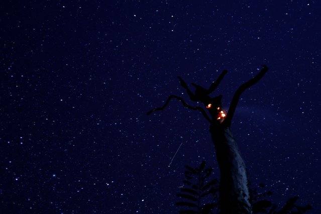 A tree is seen burning during a fire in the Pantanal, in Corumba, Mato Grosso do Sul state, Brazil, on June 11, 2024. (Photo by Ueslei Marcelino/Reuters)