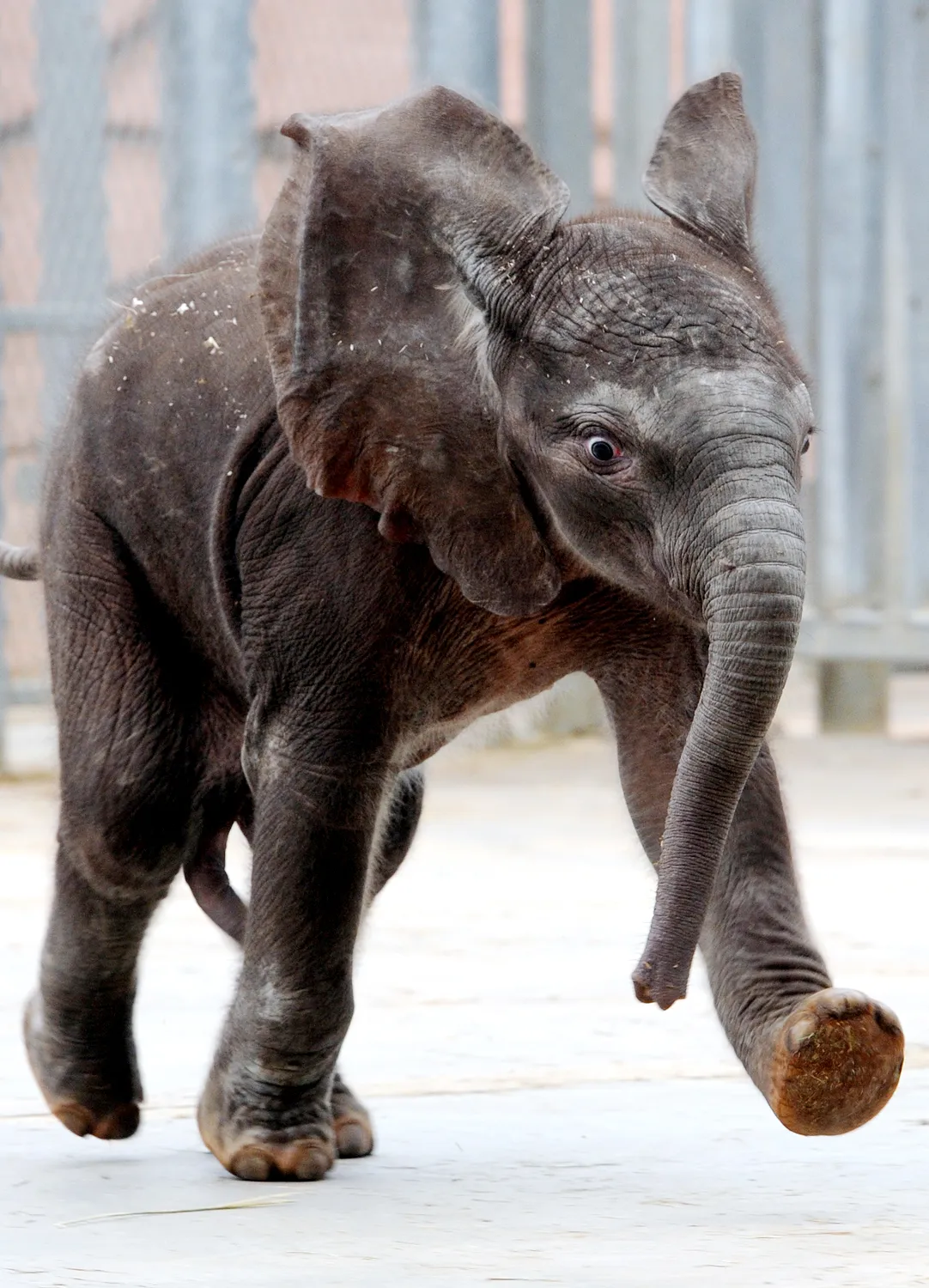 Поставь слоник. Слоненок. Красивый Слоненок. Смешной слон. Маленький Слоненок.