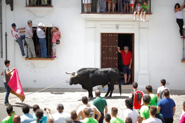 Runners watch a bull, named Santon, during the “Toro de Cuerda” (Bull on Rope) festival at Plaza de Espana square in Grazalema, southern Spain, July 18, 2016. (Photo by Jon Nazca/Reuters)