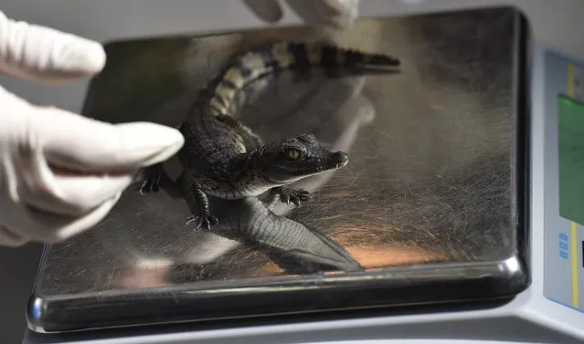 Zookeeper Luke Harding places a juvenile Philippine crocodile on weighing scales at London Zoo in London August 21, 2014. The annual weigh-in which includes waist and height measurements is conducted for the general wellbeing of the animals, and to help detect pregnancies of endangered species as part of the Zoo's international breeding programmes. (Photo by Toby Melville/Reuters)