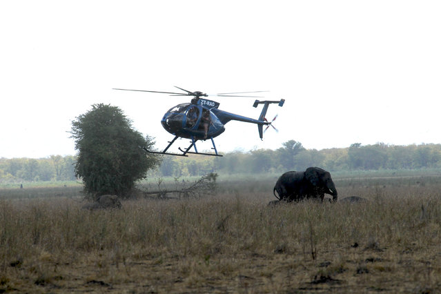 In this Tuesday July 12, 2016 photo, an elephant is shot with a dart from a helicopter in Lilongwe, Malawi, in the first step of an assisted migration of 500 of the threatened species. (Photo by Tsvangirayi Mukwazhi/AP Photo)