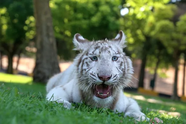 An albino Bengal tiger cub called “Kartopu” is seen in the open area at Gaziantep Wildlife Protection Park in Gaziantep, Turkiye on August 09, 2022. The tiger cub brought to Gaziantep gained weight with special care after it was found to weigh 22 kilograms when it was only 3 months old in a villa in Istanbul. (Photo by Okan Coskun/Anadolu Agency via Getty Images)