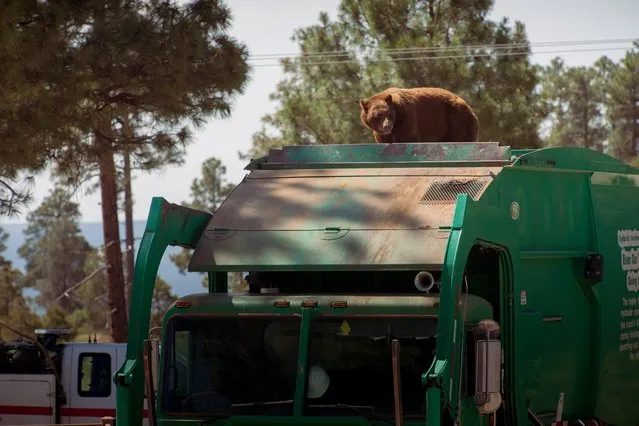 In this July 18, 2016 photo provided by Evan Welsch, a bear hitches a ride on top of a garbage truck in Los Alamos National Labs in Los Alamos, N. M. Helicopter mechanic Welsch, who snapped photos of the bear, said about 30 Forest Service and National Park workers had gathered around to see the spectacle when it was suggested that the driver back up near a tree to give the animal an escape route. The bear clamored for the tree and stayed up there about an hour or two before scurrying down and running off. (Photo by Evan Welsch via AP Photo)