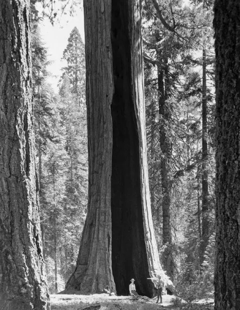 Fire ate out the inside of this giant sequoia in Sequoia National Park, California, shown Aug. 7, 1948, yet it bears foliage like a normal tree. (Photo by AP Photo)