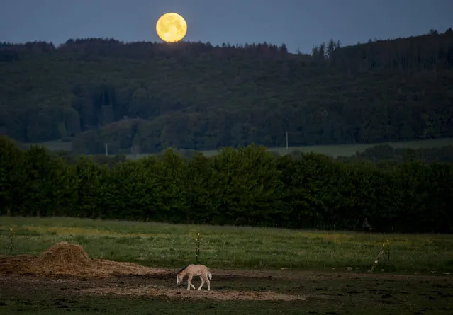 A foal stands in its paddock at a stud farm in Wehrheim near Frankfurt, Germany, as the full moon sets Thursday, May 7, 2020. (Photo by Michael Probst/AP Photo)