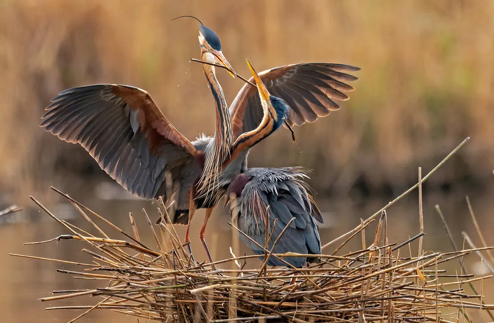 Some Photos: Birds