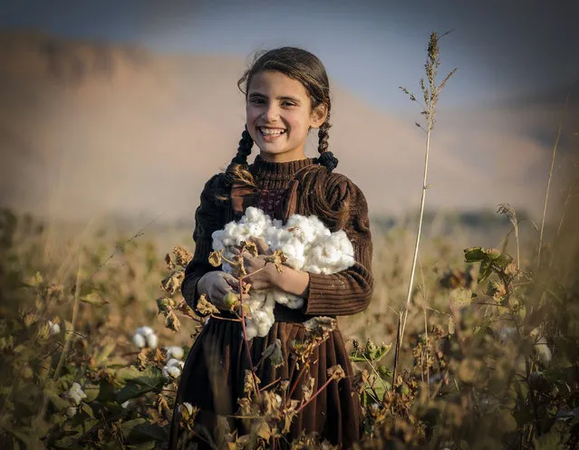 An Afghan girl harvests Cotton buds at a field on the outskirts of Balkh province, Afghanistan, 15 November 2014. (Photo by Sayed Mustafa/EPA)
