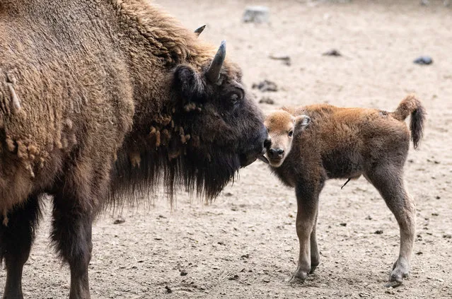 The one-week-old European bison calf is seen with his mother in their enclosure in the Nyiregyhaza Animal Park in Nyiregyhaza, Hungary, 18 May 2020. The European bison is extinct in nature more than a hundred years ago. A total of 56 bison remained in the zoos, and as a result of their collaboration, the bison's breeding and continuous resettlement began. (Photo by Attila Balazs/EPA/EFE)