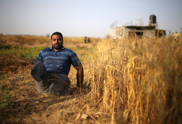 Palestinian man Louy Al-Najar drags himself as he harvests wheat at a field in an area adjacent to the border with Israel, in Khan Younis in the southern Gaza Strip May 10, 2017. (Photo by Ibraheem Abu Mustafa/Reuters)