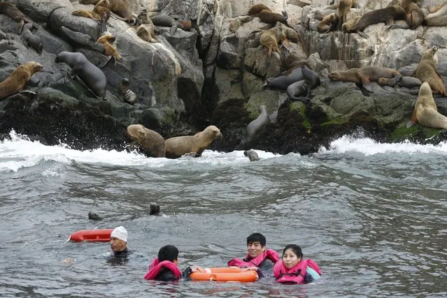 Tourists swim near a colony of sea lions in front of the Palomino island in  Callao, Peru, September 12, 2015. (Photo by Mariana Bazo/Reuters)