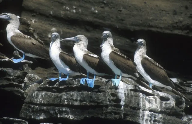 Blue-Footed Booby