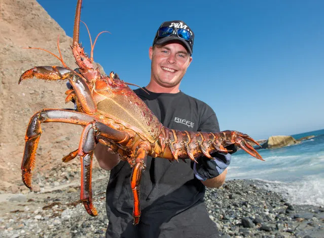 Brendan Dirks, 26, of Dana Point displays the 15lb 9oz California spiny lobster he caught off the Dana Point Headlands Monday night. Dirks, released the lobster back into the ocean on Wednesday, October 1, 2014, near where he caught it. (Photo by Leonard Ortiz/AP Photo/The Orange County Register)