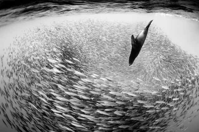 Kingdom of Beauty and Danger: Christian Vizl Mac Gregor, Mexico. 1st place, Portfolio category. A sea lion hunting a school of mackerel 40 miles off the coast of San Carlos. Dangers to this beautiful environment include overfishing, pollution, plastic, radiation and climate change. (Photo by Christian Vizl Mac Gregor/2020 Hamdan International Photography Award)