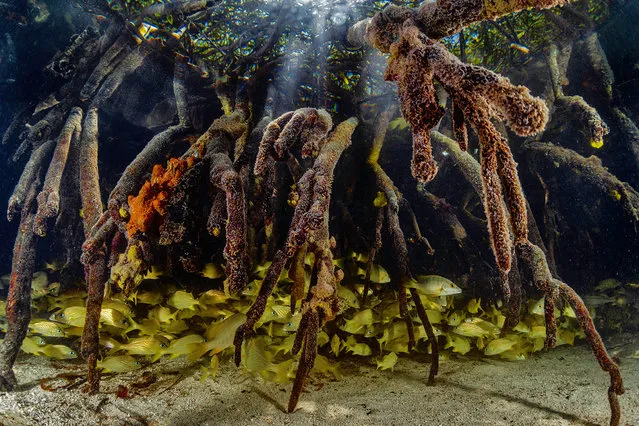 Mangroves & Underwater – Highly Commended. French Grunts by Lorenzo Mittiga, Netherlands Antilles. A school of juvenile french grunts (Haemulon flavolineatum) using the roots of the mangroves as a nursery before moving onto the reefs of the Caribbean Islands. (Photo by Lorenzo Mittiga/Mangrove Photographer of the Year)