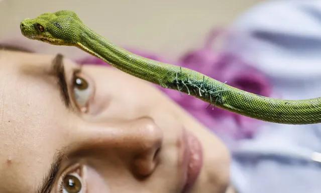 Katja, 23, looks at the stitched wound on her green tree python Limey in her new flat in Zaporizhzhia, Ukraine, 28 October 2022. The flat where she used to live with 19 cats and other animals, was hit during a Russian missile strike the previous month. She has since moved into a new apartment in the city. Russian troops on 24 February entered Ukrainian territory, starting a conflict that has provoked destruction and a humanitarian crisis. (Photo by Hannibal Hanschke/EPA/EFE/Rex Features/Shutterstock)