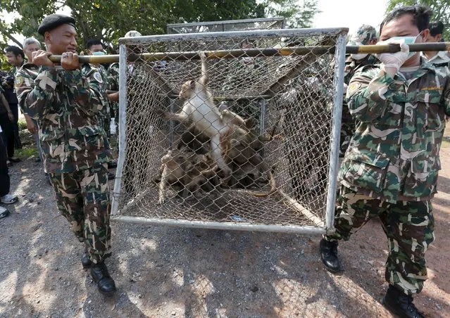 Thai wildlife department officials carry a cage holding long-tailed macaques at a village in Bangkok, Thailand, September 21, 2015. (Photo by Chaiwat Subprasom/Reuters)