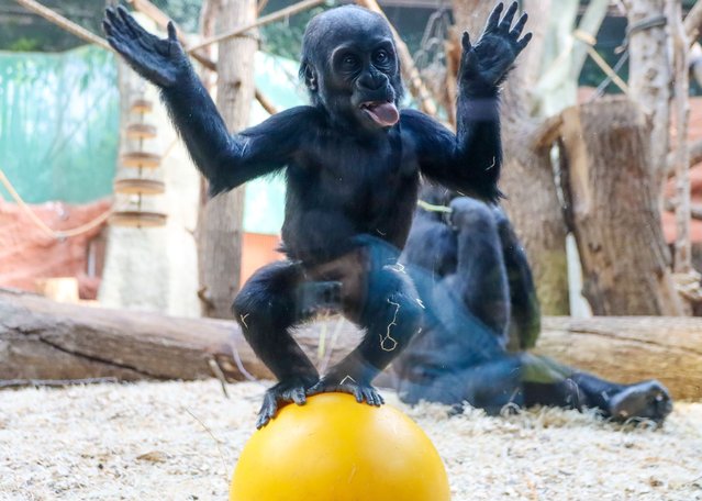 Mobi the one-year-old gorilla is one of the star attractions at Prague Zoo in the Czech Republic on March 24, 2025. (Photo by Lucie Atepnickova/Solent News)