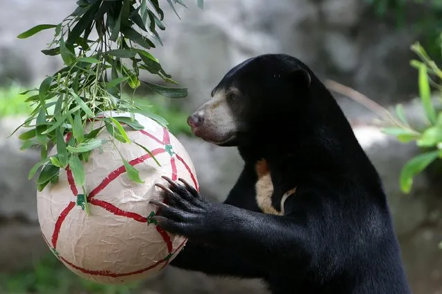 A Sun Bear receives a Christmas treat at Taronga Zoo on December 14, 2012 in Sydney, Australia. Taronga Zoo celebrated Christmas early giving Christmas-themed environmental activities to the Zoo's Giraffes, Sun Bears, Meerkats, Aldabra Tortoise and Cockatoos providing a wonderful natural display for Zoo visitors.  (Photo by Lisa Maree Williams)