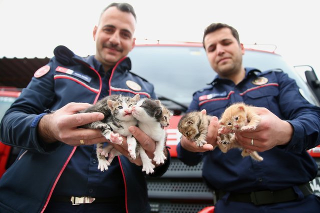Cat named “Killi” taken care of by firefighters, is mothering 4 cats found by the teams in the engine of a vehicle they entered to warm up in cold weather with 5 kittens she just gave birth to, in Gebze district of Kocaeli, April 12, 2025. (Photo by Esmer Gecal/Anadolu via Getty Images)