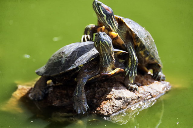 Red-eared slider turtles (Trachemys scripta elegans) in a lagoon in the municipality of Santa Lucia, Honduras, 14 May 2025. (Photo by Gustavo Amador/EPA)