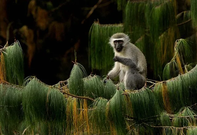 A female vervet monkey eats while seated on a pine branch in Balgowan, South Africa. (Photo by Juan Mabromata/AFP Photo)