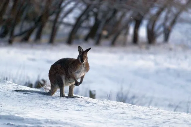 A wallaby walks on a blanket of snow near Lake Eucumbene in Old Adaminaby on August 22, 2020 in Old Adaminaby, Australia. (Photo by Brook Mitchell/Getty Images)