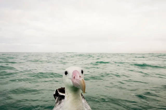 'Whats going on over here?' A curious albatross. (Photo by Sebastian Kennerknecht/Comedy Wildlife Photography Awards/Mercury Press)