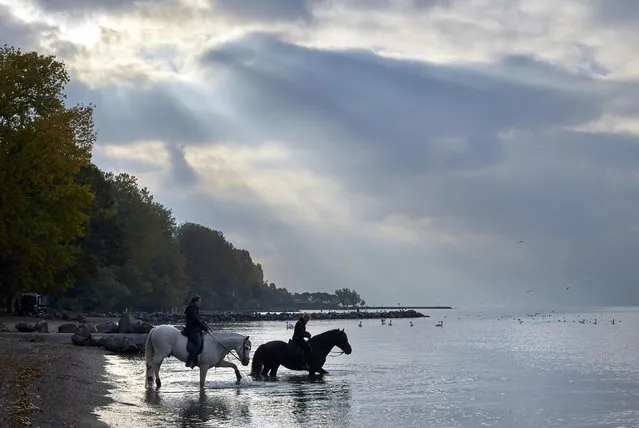 Circus Knie grooms Gaby Dober and Flurina Juffer walk their horses into lake Leman on an autumn morning in Lausanne, Switzerland, October 12, 2015. The Swiss national circus has been presenting it's show for the 97th year thoughtout Switzerland from March to November 2015. (Photo by Denis Balibouse/Reuters)