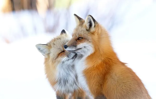 Fox affection by Brittany Crossman, Canada. On a chilly day in North Shore on Prince Edward Island, Canada, a pair of red foxes, greet one another with an intimate nuzzle. The red fox’s mating season is in winter, and it is not uncommon to see them together prior to denning. This moment is one of Brittany’s favourite images and one of the tenderest she has witnessed between adult foxes. (Photo by Brittany Crossman/Wildlife Photographer of the Year)