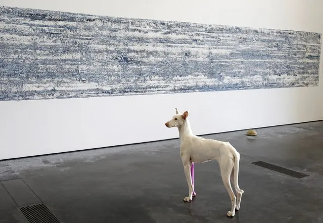 The art piece “Human”, a live dog and one of the live elements of French artist Pierre Huyghe's first major retrospective, is seen at the Los Angeles County Museum of Art (LACMA) in Los Angeles, California November 19, 2014. (Photo by Jason Redmond/Reuters)