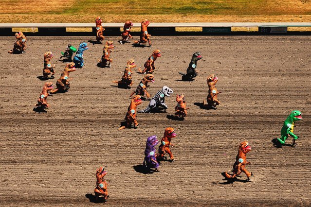 Racers take to the track during a preliminary heat during the “T-Rex World Championship Races” at Emerald Downs, Sunday, June 29, 2025, in Auburn, Wash. (Photo by Lindsey Wasson/AP Photo)
